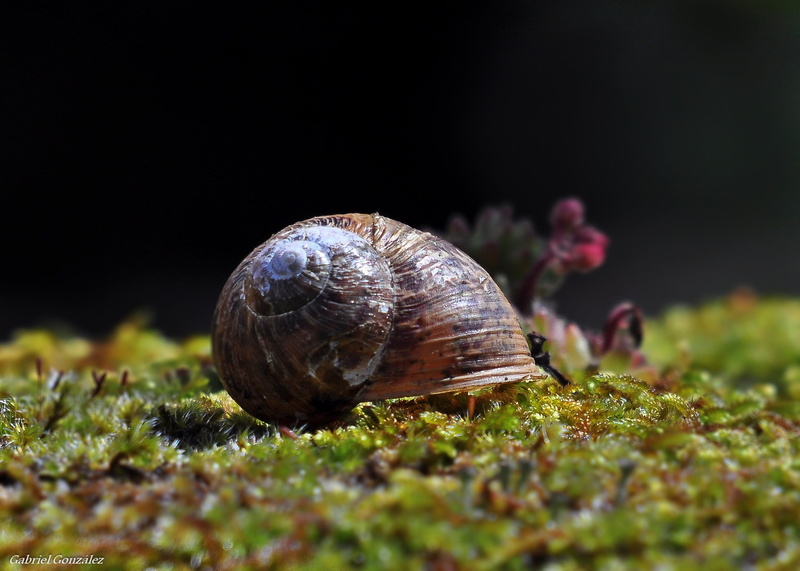 1080P, Galicia, macro, wildlife, mollusk, animal, snail, Photo, nature, Nikon D90, animal Shell, focus, brown, Sigma, close-up, crawling, selective, slow