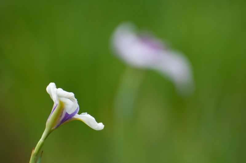 iris  flower, 紫, japanese, Koishikawa Korakuen Garden, Japanese iris, 東京, Koishikawa Korakuen, 东京, 日本, flower, nature, tilt, 2K, ボケ, springtime, photo