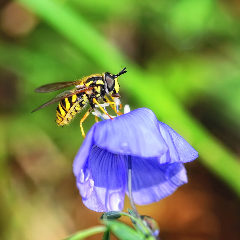 1080P, animal, flower, insect, close-up, photo, petaled, closeup, blue, animal Wing, nature, beauty In Nature, Hoverfly, butterfly - Insect, pollination