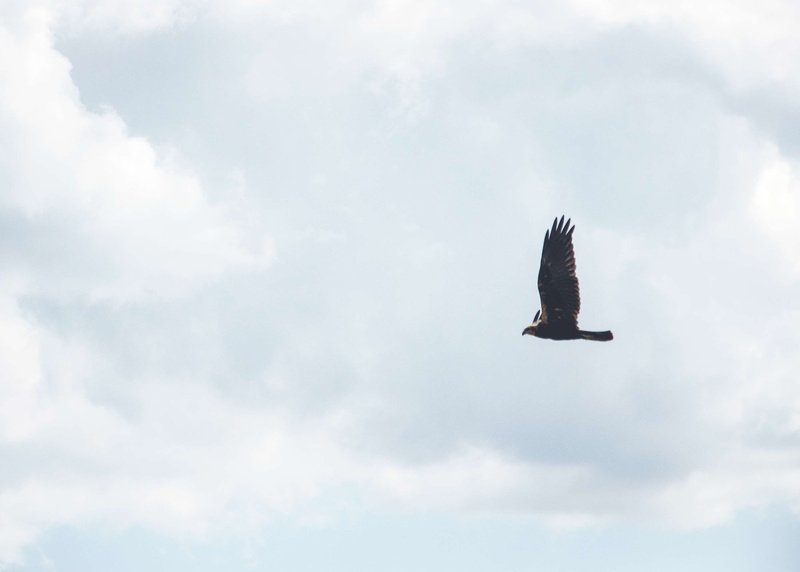 track, eagle - bird, hunting, 2K, vertebrate, d90, no people, scanning, flying, low angle view, life, nature, bird of prey, animals, animal, beauty in nature