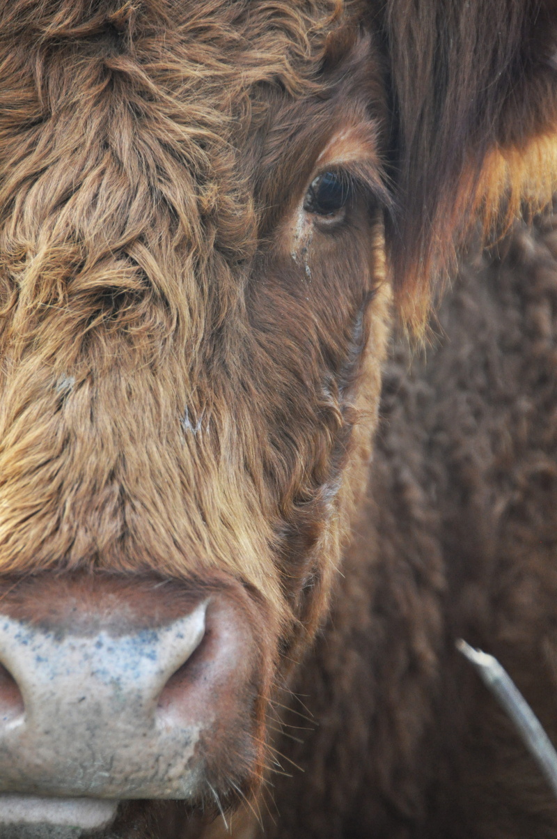 brown, livestock, vertebrate, animal, no people, day, domestic, animal hair, domestic animals, focus on foreground, mammal, animal body part, one animal
