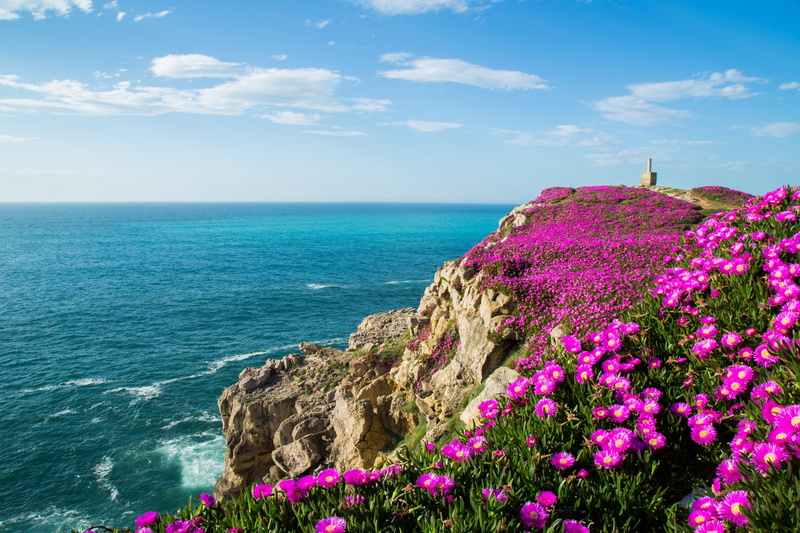 english, Suances, daisy, coast, biscay, flowers, Spain, Cantabria, bay, rocks, pink, ocean, Biscay Bay, 2K