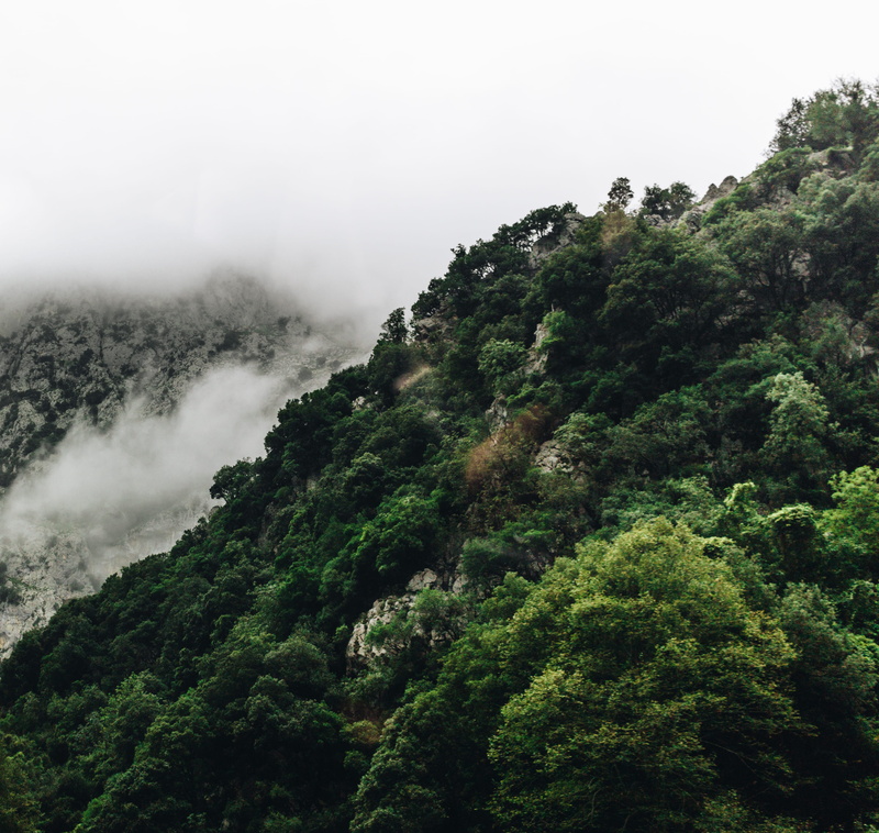 environment, scenics - nature, forest, beauty in nature, spain, montañas, tranquility, fog, lush foliage, trees, day, outdoors, green, mountains, non-urban scene