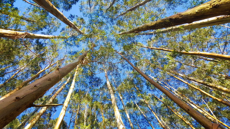 forest, tranquility, s, flora, worm, branch, outdoors, tree, day, cantabria, directly below, tall - high, tree canopy, land, tree trunk, bamboo - plant