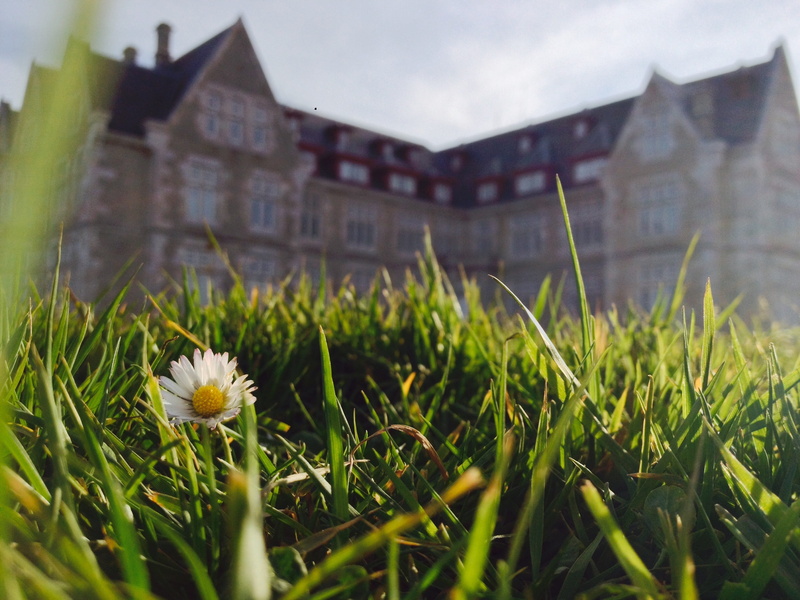 flower, selective focus, magdalena, close-up, surface level, outdoors, palace, santander, nature, daisy, building, 2K, building exterior, flower head