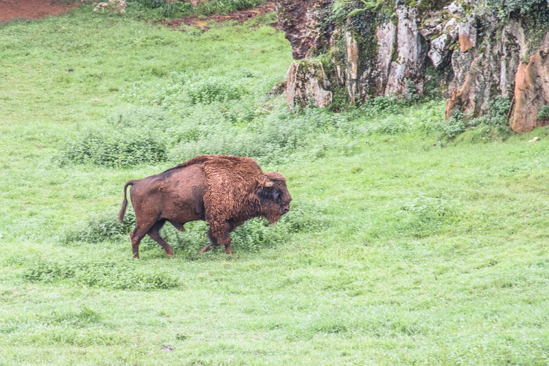one animal, cantabria, livestock, animals in the wild, park, nature, day, domestic animals, zoo, herbivorous, santander, animals, wild, 2K, animal themes