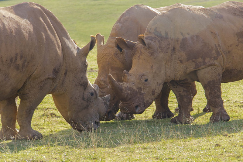 animal, rhino, cabarceno, animals in the wild, no people, group of animals, animals, zoo, wild, plant, young animal, nature, domestic animals, grass, outdoors