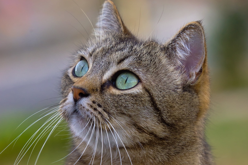tabby, Photo, pets, domestic Cat, looking, Xelo, cat, outdoors, adult, green eyes, brown, Sigma, Explore, fur, cats, nature, green, explorer, Galicia, cute
