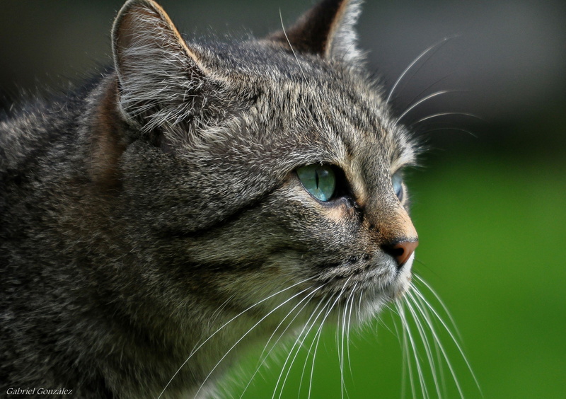 outdoors, D 90, Photo, cats, Galicia, tabby cat, brown, cat, cute, tabby, Nikon, brown tabby, domestic Cat, Xelo, looking, portrait, de, nature, pets, Gabriel