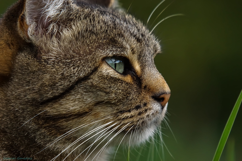 Galicia, Sony, cat, photography, Gabriel, grass, Photo, outdoors, de, shallow, domestic Cat, nature, Coruña, focus, Sigma, gray, animals, 2K, cute, mammal