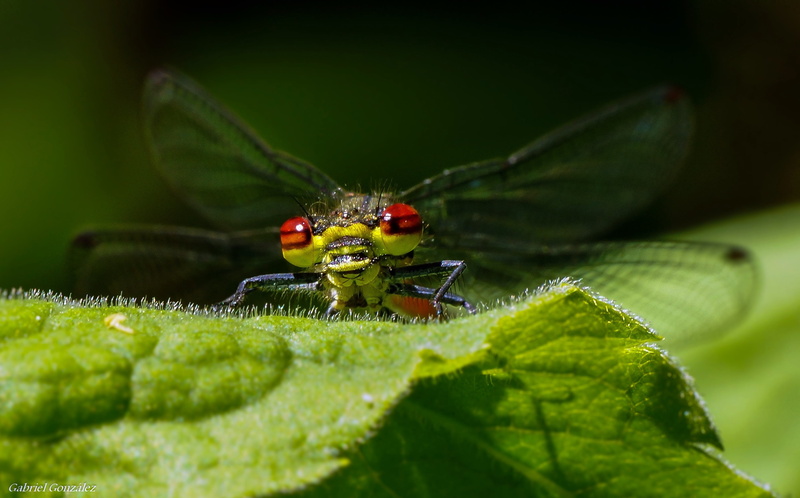 A77, macro, Xelo, de, Coruña, wildlife, dragonfly, animal Wing, animal, animals, Galicia, Photo, Gabriel, yellow, insect, red, fly, nature, close-up, Sony