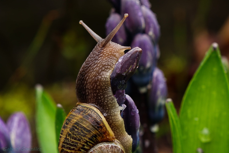 Explore, de, snail, Coruña, animal, slimy, caracoles, close up photography, Xelo, wildlife, close, nature, explorer, 1080P, animals, mollusk, close-up