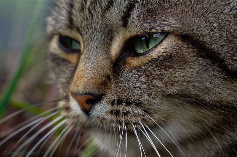 photography, pets, nature, whisker, brown tabby, Sony, 1080P, cat, fur, tabby, RX, shallow, cute, explorer, Photo, domestic Cat, Xelo, tabby cat, Galicia