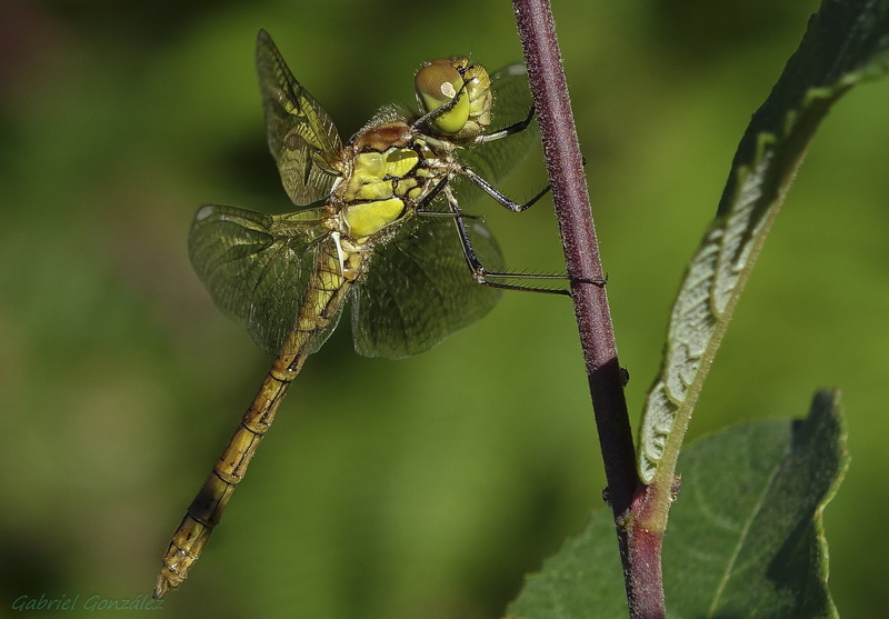 green, Sony, dragonfly, animal, de, macro, perch, close-up photography, close-up, RX, 1080P, branch, Galicia, close, animals, brown, wildlife, Xelo, green Color