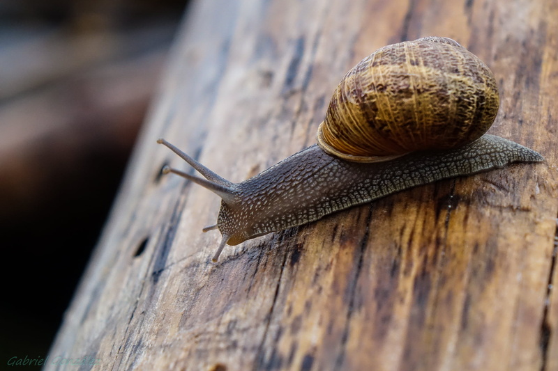 slow, de, gray, selective focus, photography, Galicia, macro, snail, focus, Coruña, animal, Photo, selective, animals, Xelo, mollusk, close-up, surface