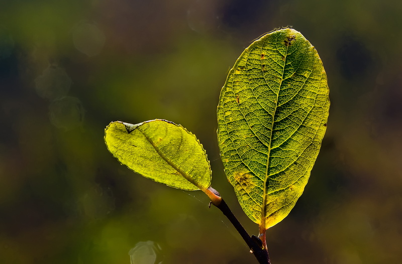 Galicia, outdoors, tree, selective focus, macro, Sony, 2K, close-up, nature, green leaves, Focus stacking, Xelo, forest, plant, Photo, focus, freshness