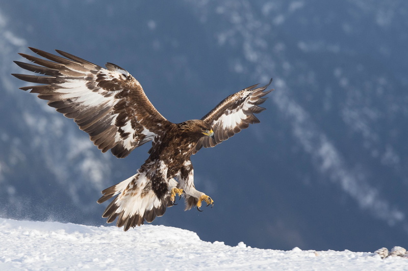 eagle, birds, 2K, predator, Golden eagle