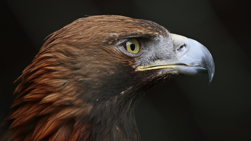 Bird, Birds, Eagle, 5K, Golden Eagle