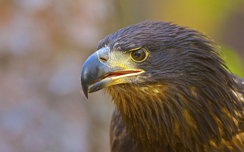 nature, vertebrate, juvenile, one animal, animal themes, profile view, beak, phones, bird, eagle, animal wildlife, looking away, prey, computer