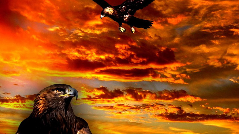 animals, eagle, nature, vulture, 1080P, fantasy, falcon, bald eagle, golden, baby bird, golden eagle, sunset, wildlife