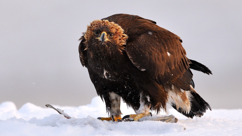 day, outdoors, animal Wing, survival, vertebrate, wildlife, brown, bird, cold temperature, carnivore, animals In The Wild, animal wildlife, eagle, animals Hunting