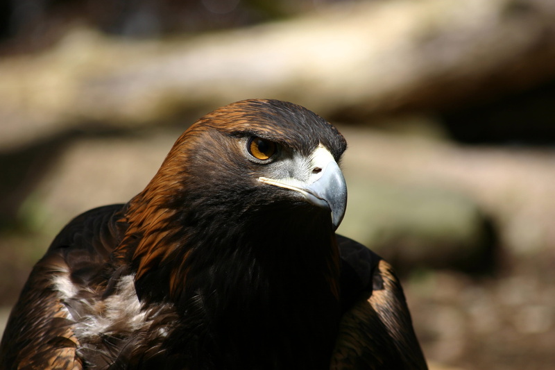 bird, focus on foreground, close-up, wildlife, avian, day, animal wildlife, golden eagle, one animal, hawk - bird, animal, predator, no people, raptor