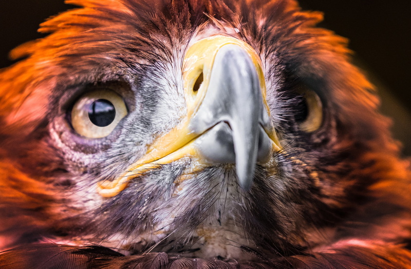 animal themes, focus, bird of prey, looking, adler, 1080P, focus on foreground, animal wildlife, animal body part, raptor, feather, vertebrate, carnivore