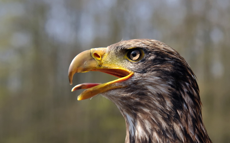 bald, golden, eagle, 1080P, juvenile