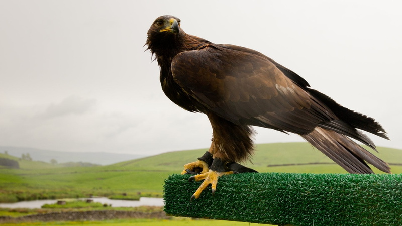 one animal, bird, vertebrate, day, no people, 1080P, land, Golden Eagle, grass, animal wildlife, mountain, plant, green color, animals in the wild, eagle