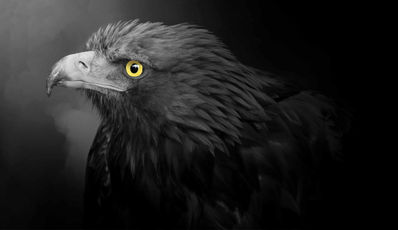 predator, 1080P, beak, Golden Eagle