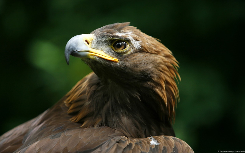 animal body part, animal wildlife, vertebrate, eagle, windows, one animal, animal head, animals in the wild, animal themes, close-up, focus on foreground