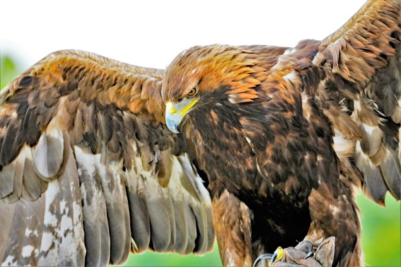 photo, falcon - bird, hunter, raptor, animal themes, eagle, animals in the wild, zoology, vertebrate, eagle - bird, wildlife, plumage, close-up, beak, golden eagle