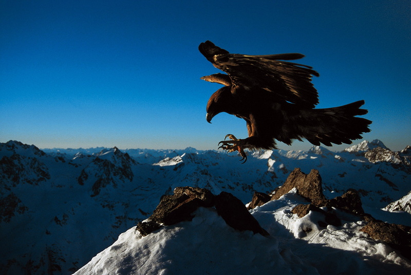 steinadler, windingeaglesravens, birds, art, animals, 720P, prey, golden, please, hd, eagle, x