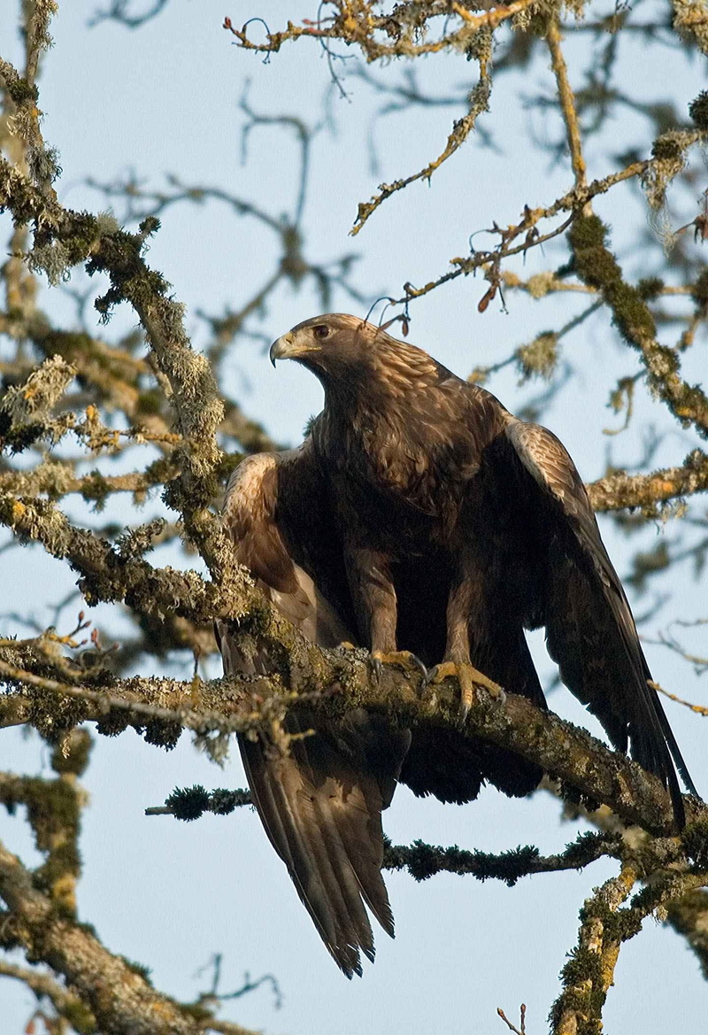 one animal, bird, chrysaetos, birds, sky, animals, perching, outdoors, eagle - bird, animal, eagle, bird of prey, animal themes, tree, coniferous tree
