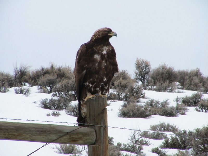 animal wildlife, Birds, plant, tree, winter, bird of prey, eagle - bird, day, no people, eagle, wooden post, animal themes, animals in the wild, Golden Eagle
