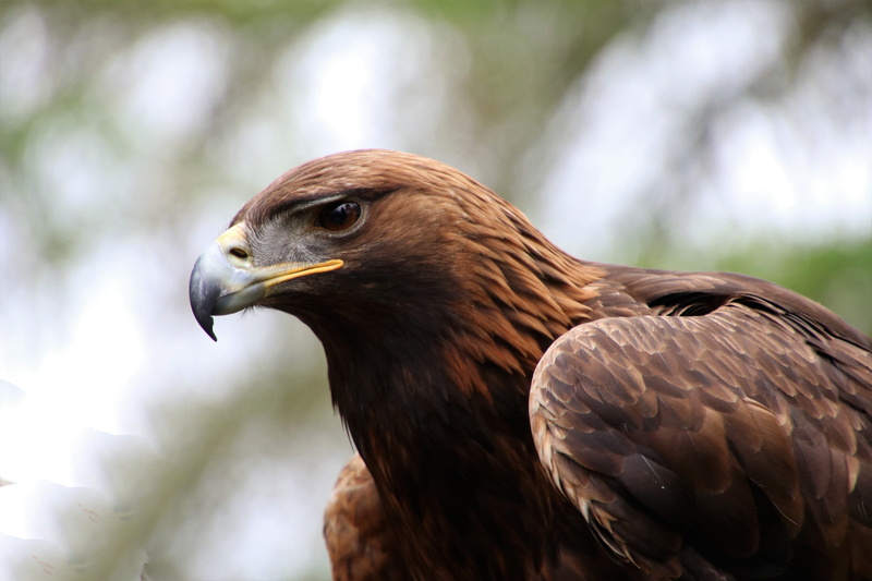 day, no people, animal head, animal wildlife, portrait, animal eye, animal themes, eagle - bird, golden, beak, one animal, falconry, golden eagle, 5K