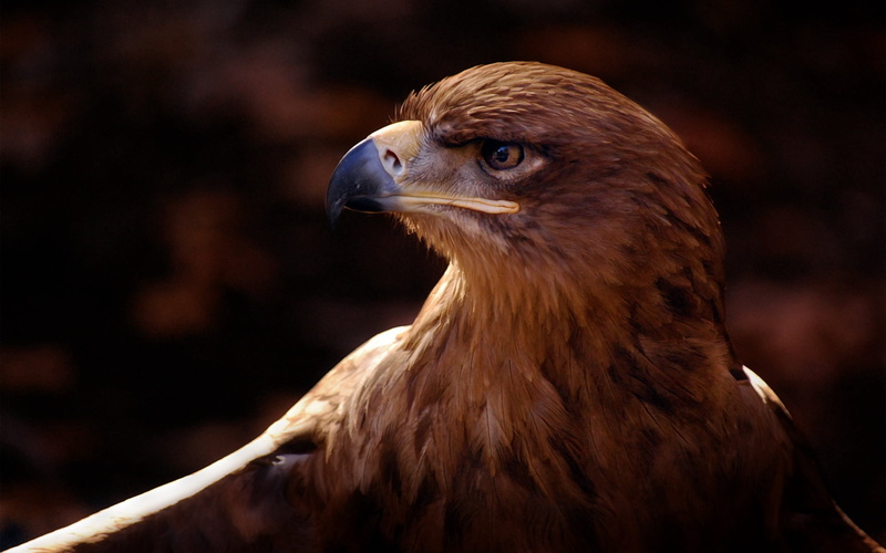 vulture, feather, animals In The Wild, animal themes, hawk - Bird, beak, falcon - Bird, animal Eye, animal, eagle, profile view, eagle - Bird, focus on foreground