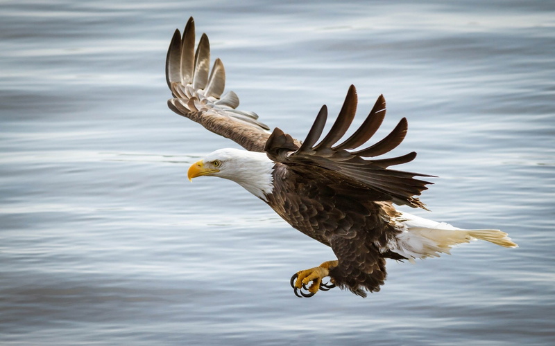 predator, nature, animal wildlife, bald eagle, vertebrate, spread wings, animal, outdoors, hd, one animal, 4K, day, beak, bird, flying, no people, animals in the wild
