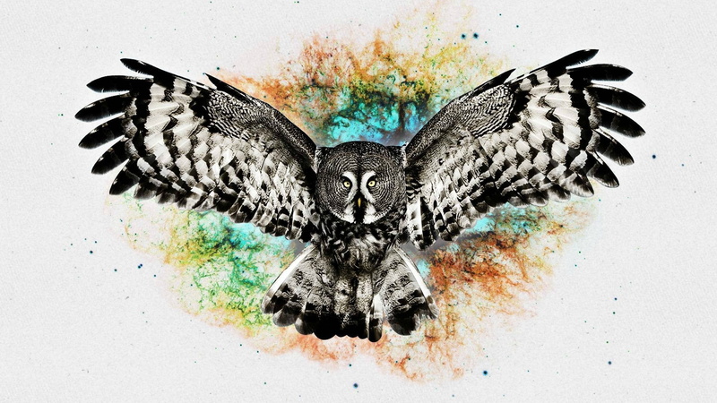 creativity, hawk, multicolored, digital art, owl, indoors, butterfly - insect, 1080P, bird, no people, art and craft, angel, one animal, studio shot, close-up