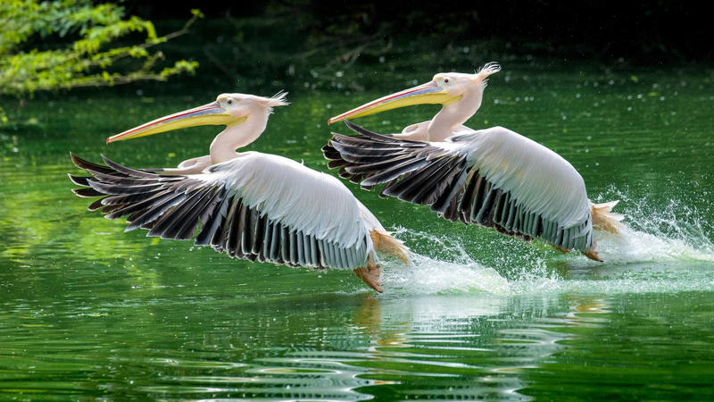 waterfront, hd, animal themes, spread wings, national, bird, outdoors, day, rosy, pelican, water, lake, takeoff, mobile, animal, zoo, flapping, desktop