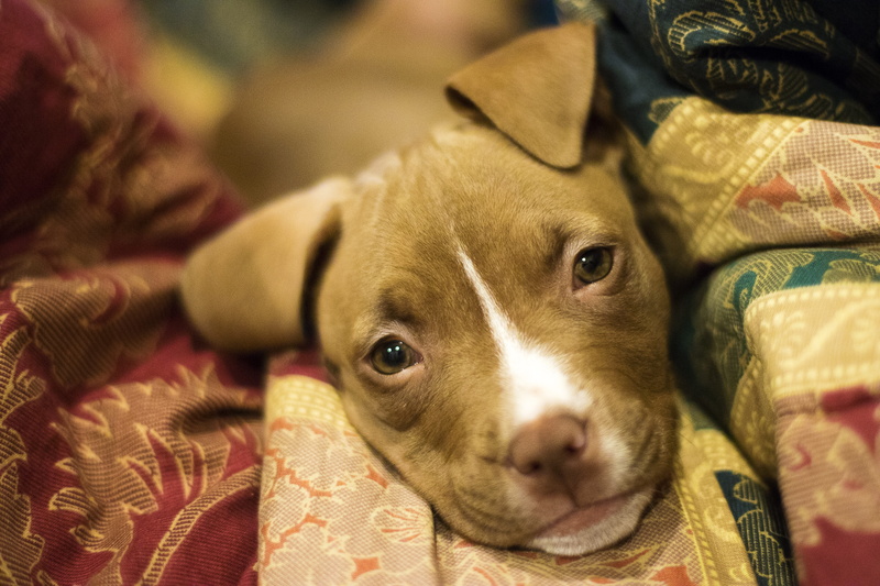 fun, pedigree, 5K, breed, obedient, dog, alert, animal, mammal, animal body part, domestic, fur, pet, small, brown, puppy, pit bull, furniture, cute, doggy
