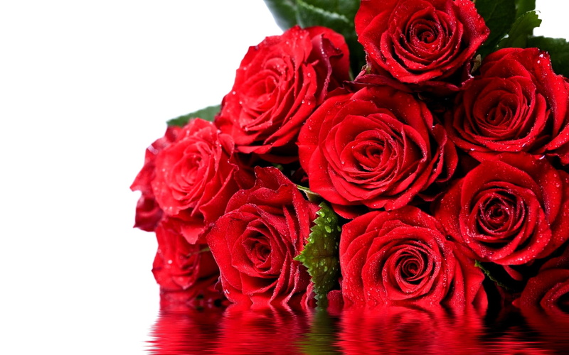 woman, leaves, 2K, roses, reflection, drop, nature and landscapes, flowers, ladies from march 8, proud, water