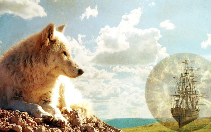 human, 1080P, past, proud, hansome, magnificent, memories, animals, wolf, loyal
