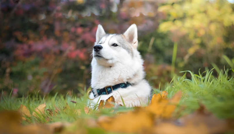 canine, plant, husky, no people, face, proud, pets, selective focus, day, running, outdoors, pomeranian, white, grass, animal, field, animal head, 5K