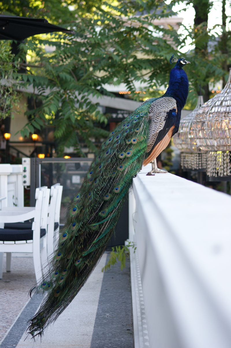 vertebrate, bird, peacock, outdoors, green color, animal themes, nature, zoo, animal wildlife, tivoli, plant, animals in the wild, railing, one animal