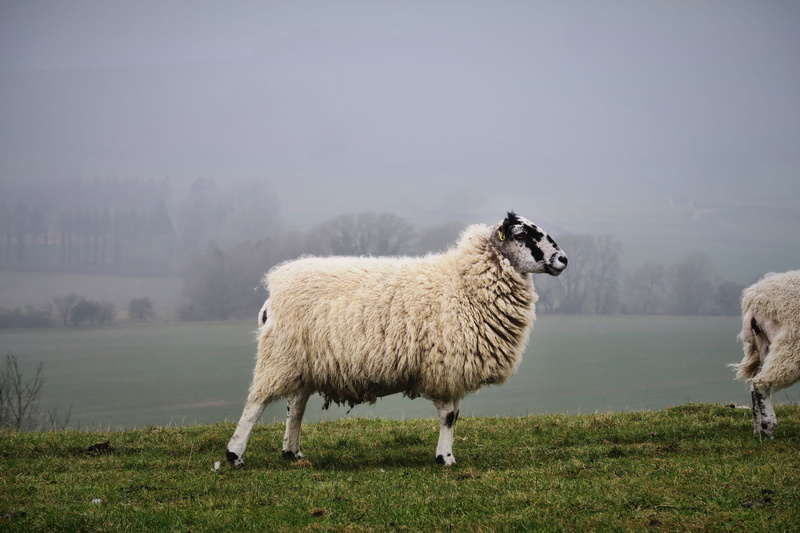 meh, countrylife, nature, fog, herbivorous, united kingdom, proud, onshow, vertebrate, group of animals, field, beauty in nature, sheep, plant, pets, highclere