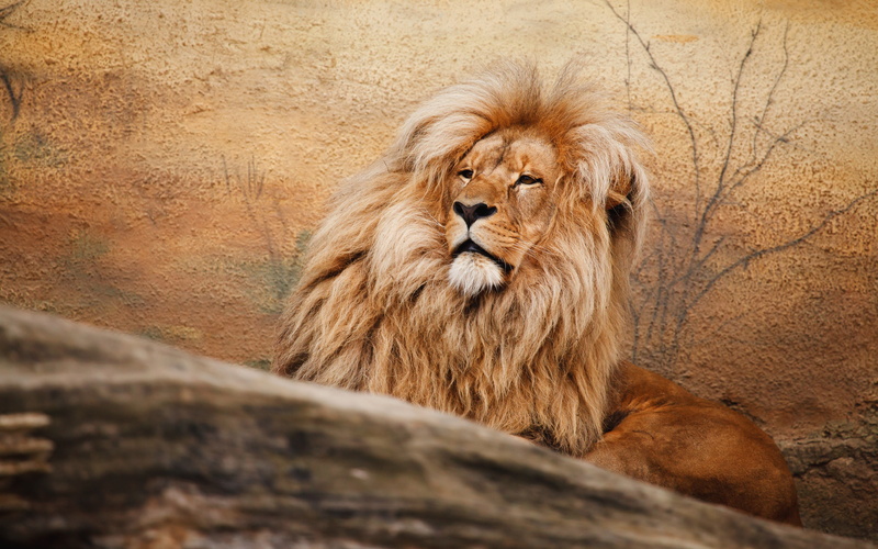 wild cat, handsome, treatment, branches, Leo, face, sand color, 4K, pose, proud, lies, mane, the king of beasts, wall, portrait, background, important