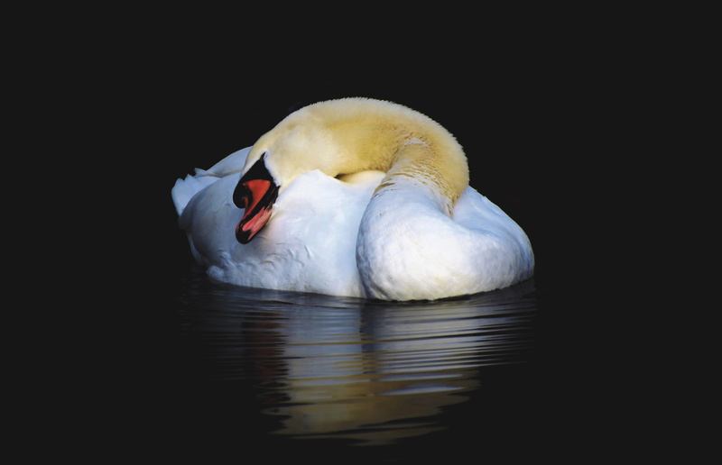 animals in the wild, water bird, animal, beak, white, white swan, reflection, black background, vertebrate, proud to be a swan, animal wildlife, schwimmvogel