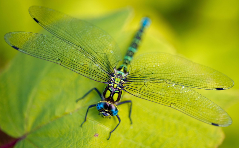 Dragonfly, Green leaves, 5K, 5K, Macro