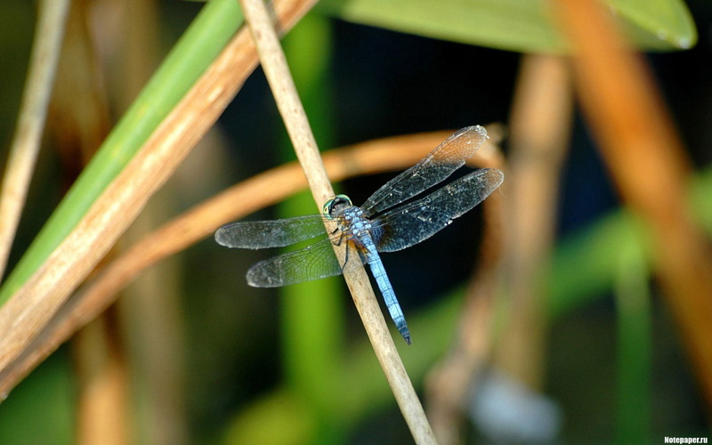 focus on foreground, dragonflies, outdoors, invertebrate, nature, purity, close-up, animal themes, wet, macro, day, plant, animal, stick - plant part, grass